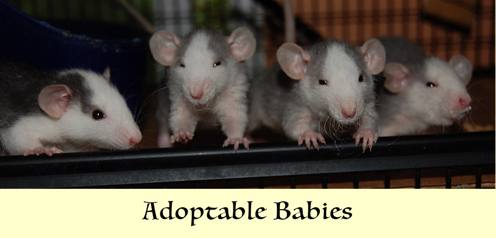 Baby rats for store adoption